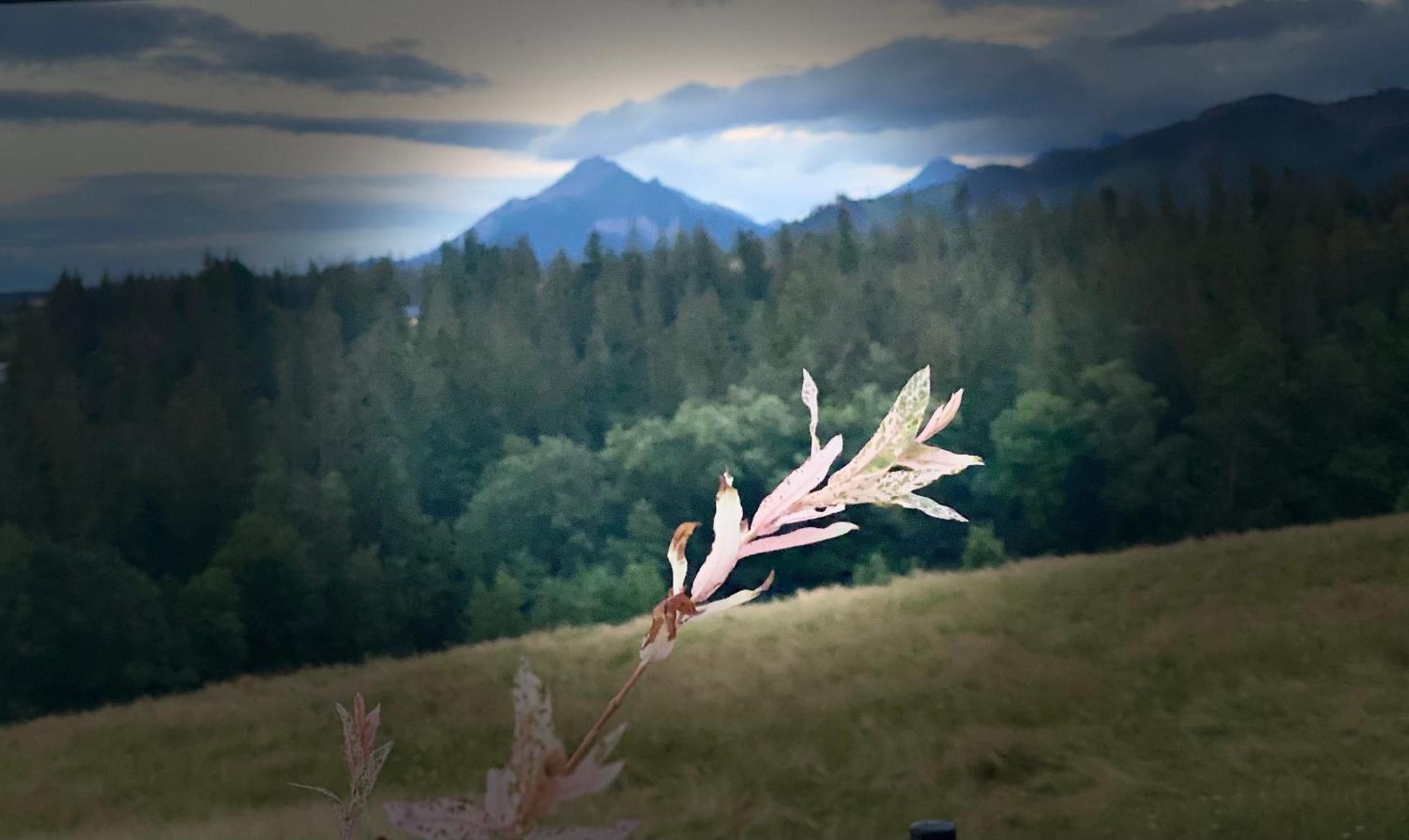 Jawor Zakopane